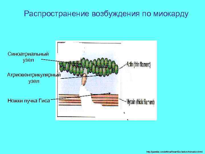 Распространение возбуждения по миокарду Синоатриальный узел Атриовентрикулярный узел Ножки пучка Гиса http: //paralia. com/athina/Heart/Excitation.