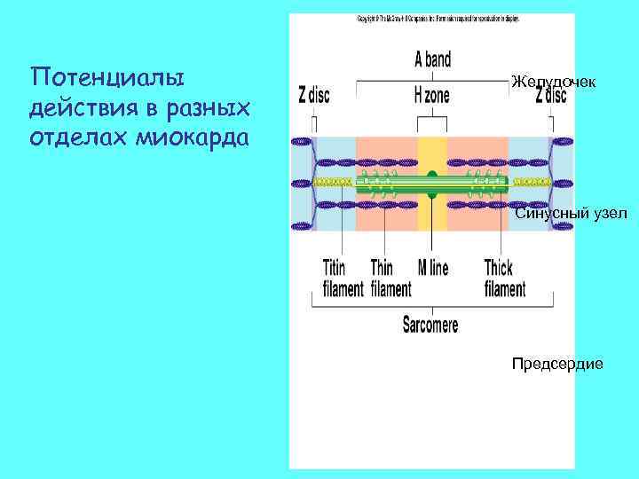 Потенциалы действия в разных отделах миокарда Желудочек Синусный узел Предсердие 