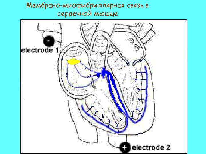 Мембрано-миофибриллярная связь в сердечной мышце 