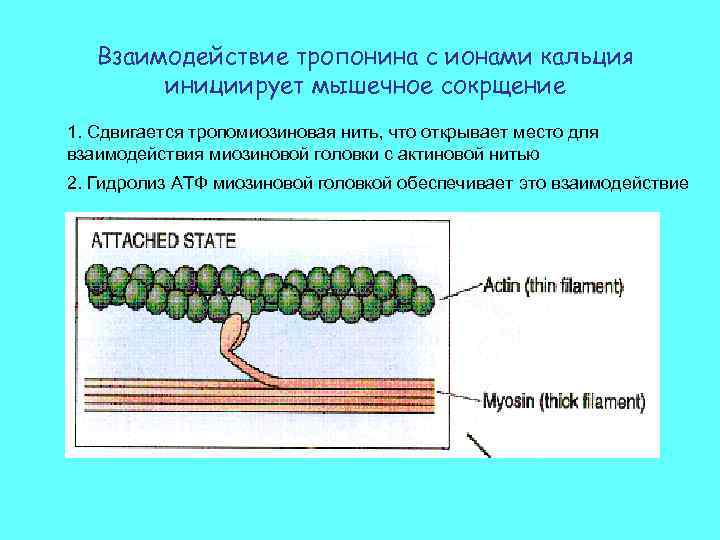 Взаимодействие тропонина с ионами кальция инициирует мышечное сокрщение 1. Сдвигается тропомиозиновая нить, что открывает