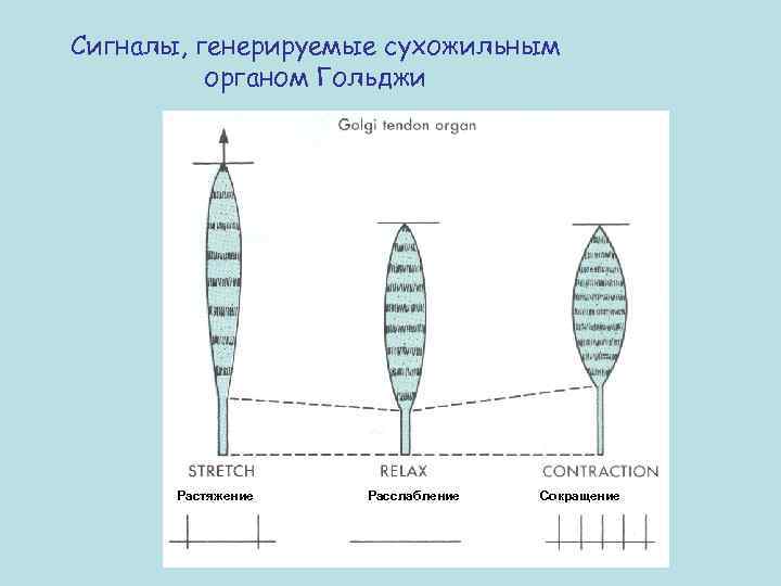 Сигналы, генерируемые сухожильным органом Гольджи Растяжение Расслабление Сокращение 