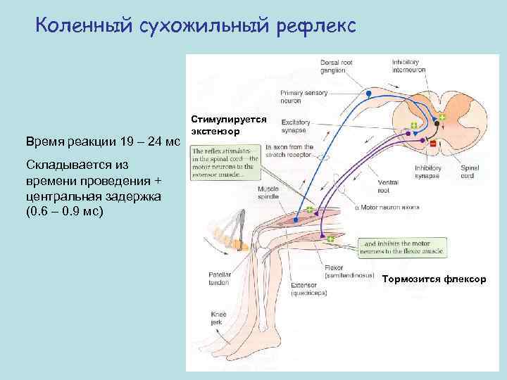 Коленный сухожильный рефлекс Время реакции 19 – 24 мс Стимулируется экстензор Складывается из времени