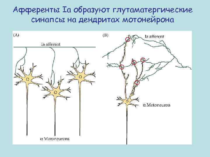 Афференты Ia образуют глутаматергические синапсы на дендритах мотонейрона 