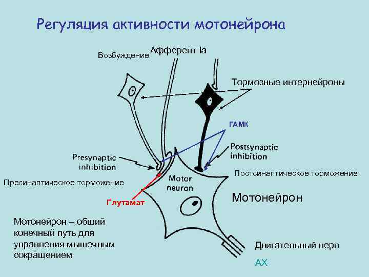 Регуляция активности мотонейрона Возбуждение Афферент Ia Тормозные интернейроны ГАМК Постсинаптическое торможение Пресинаптическое торможение Глутамат