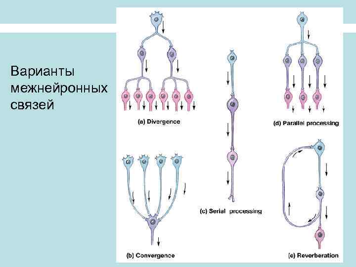 Варианты межнейронных связей 