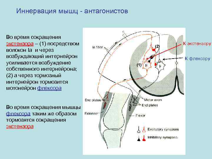 Иннервация мышц - антагонистов Во время сокращения экстензора – (1) посредством волокон Ia и
