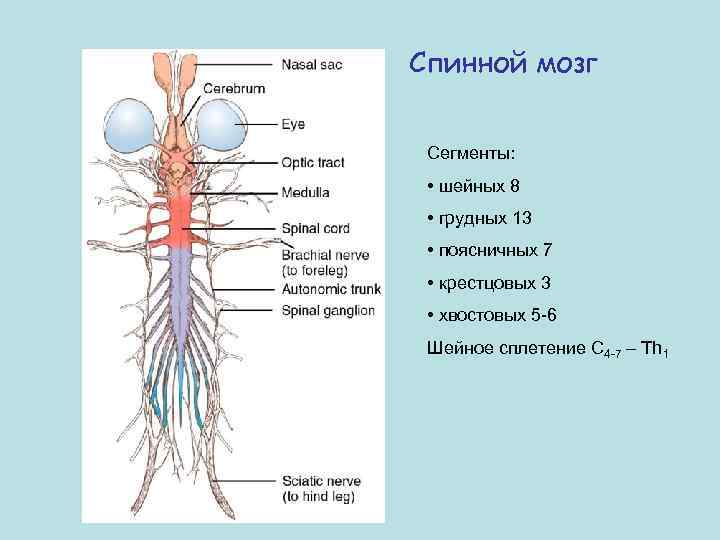 Спинной мозг Сегменты: • шейных 8 • грудных 13 • поясничных 7 • крестцовых
