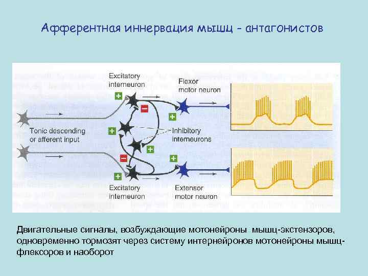 Афферентная иннервация мышц - антагонистов Двигательные сигналы, возбуждающие мотонейроны мышц-экстензоров, одновременно тормозят через систему