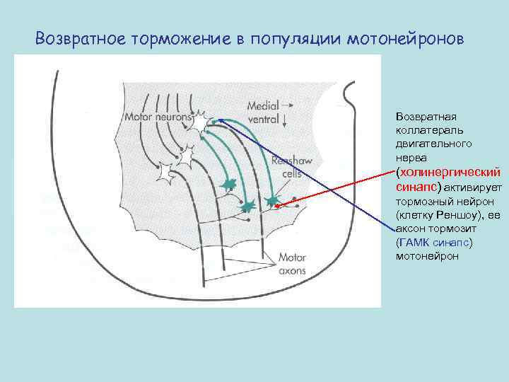 Возвратное торможение в популяции мотонейронов Возвратная коллатераль двигательного нерва (холинергический синапс) активирует тормозный нейрон