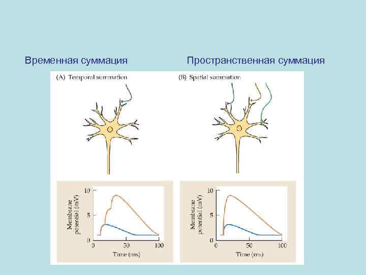 Временная суммация Пространственная суммация 