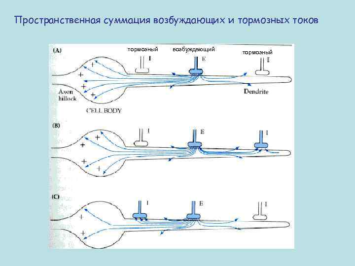 Пространственная суммация возбуждающих и тормозных токов тормозный возбуждающий тормозный 
