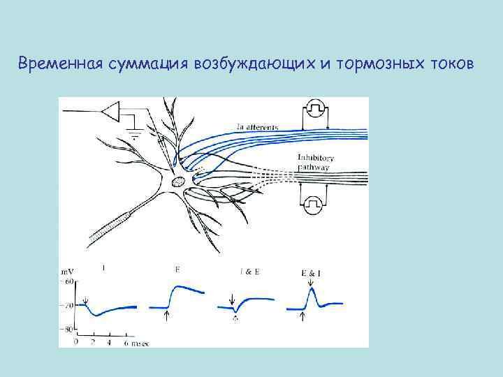 Временная суммация возбуждающих и тормозных токов 