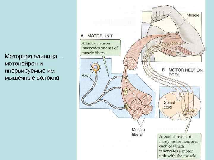 Моторная единица – мотонейрон и инервируемые им мышечные волокна 
