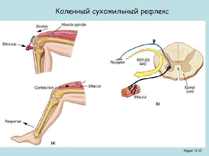 Коленный сухожильный рефлекс Figure 13. 20 