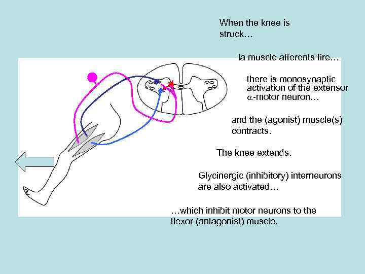 When the knee is struck… Ia muscle afferents fire… there is monosynaptic activation of