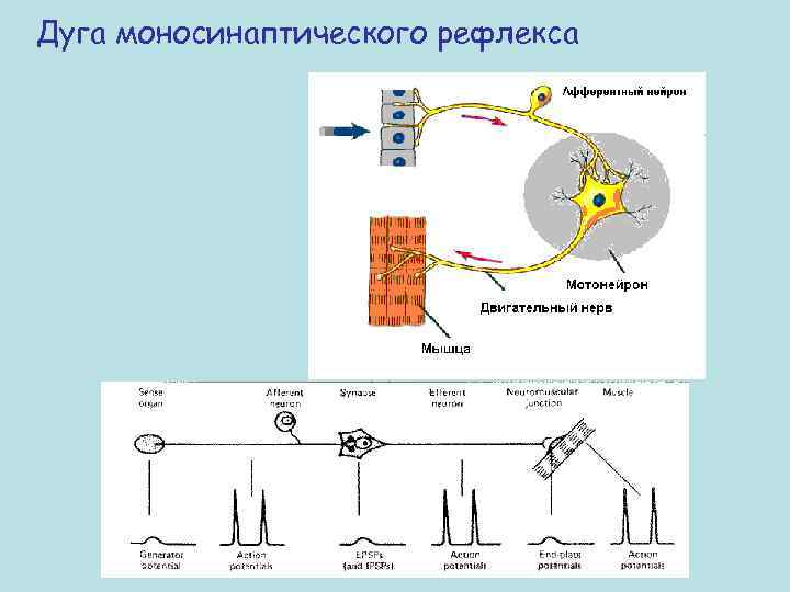 Дуга моносинаптического рефлекса 