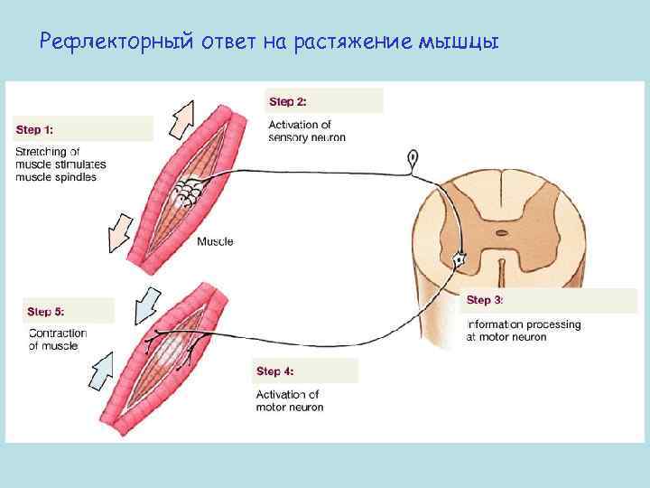 Рефлекторный ответ на растяжение мышцы 