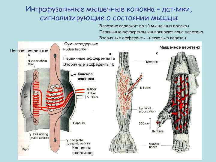 Интрафузальные мышечные волокна – датчики, сигнализирующие о состоянии мышцы Веретено содержит до 10 мышечных