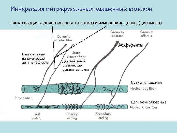 Иннервация интрафузальных мыщечных волокон Сигнализация о длине мышцы (статика) и изменениях длины (динамика) Афференты