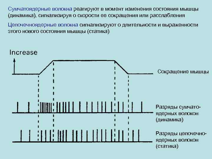 Сумчатоядерные волокна реагируют в момент изменения состояния мышцы (динамика), сигнализируя о скорости ее сокращения