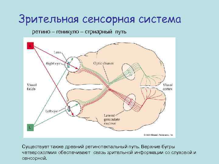 Зрительная сенсорная система ретино – геникуло – стриарный путь Существует также древний ретинотектальный путь.