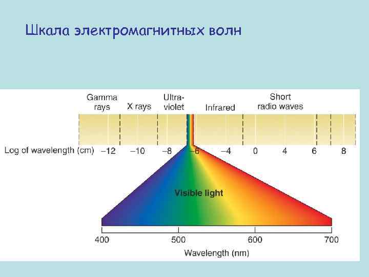 На рисунке приведена шкала электромагнитных волн