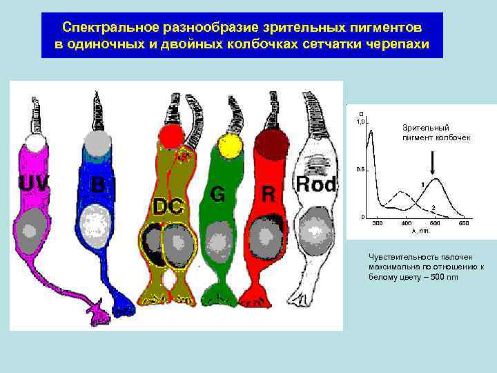 Спектральное разнообразие зрительных пигментов в одиночных и двойных колбочках сетчатки черепахи Зрительный пигмент колбочек