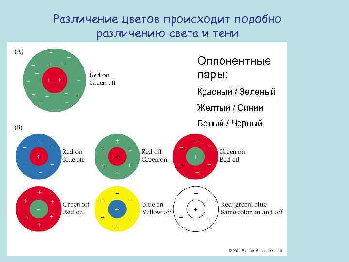 Теория зрения. Теория оппонентных цветов Геринга. Оппонентная теория цветного зрения. Теория Геринга цветового зрения. Оппонентная теория процессов цветовосприятия.