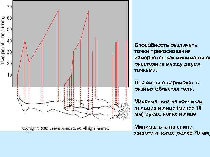 Способность различать точки прикосновения измеряется как минимальное расстояние между двумя точками. Она сильно вариирует