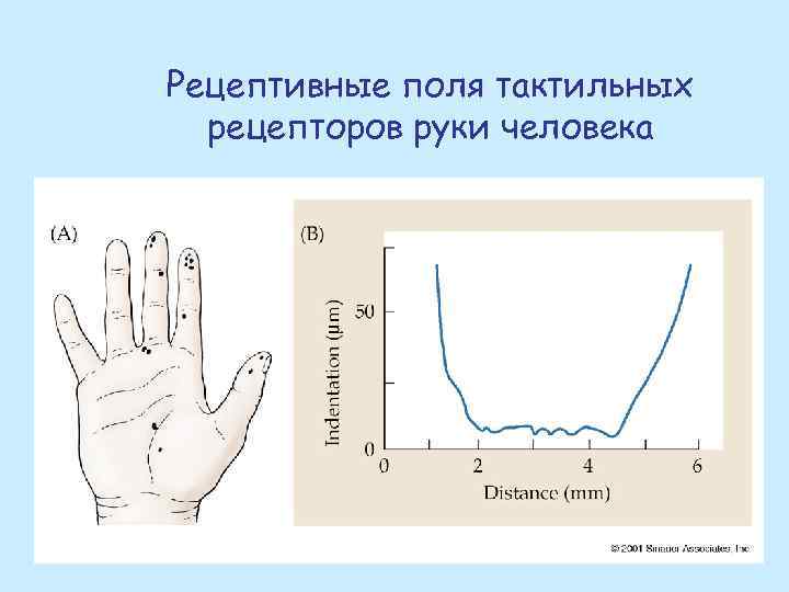 Рецептивные поля тактильных рецепторов руки человека 