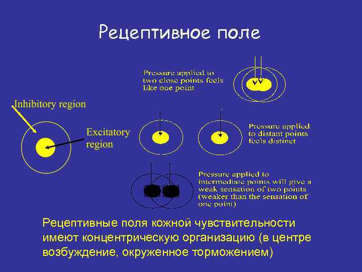 Рецептивное поле рефлекса