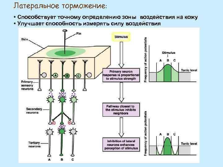 Латеральное торможение: • Способствует точному определению зоны воздействия на кожу • Улучшает способность измерять