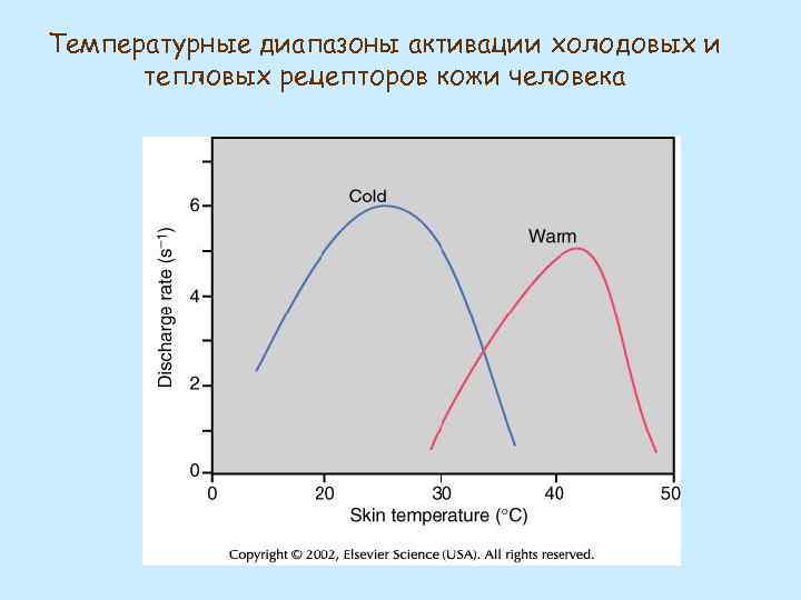 Температурные диапазоны активации холодовых и тепловых рецепторов кожи человека 