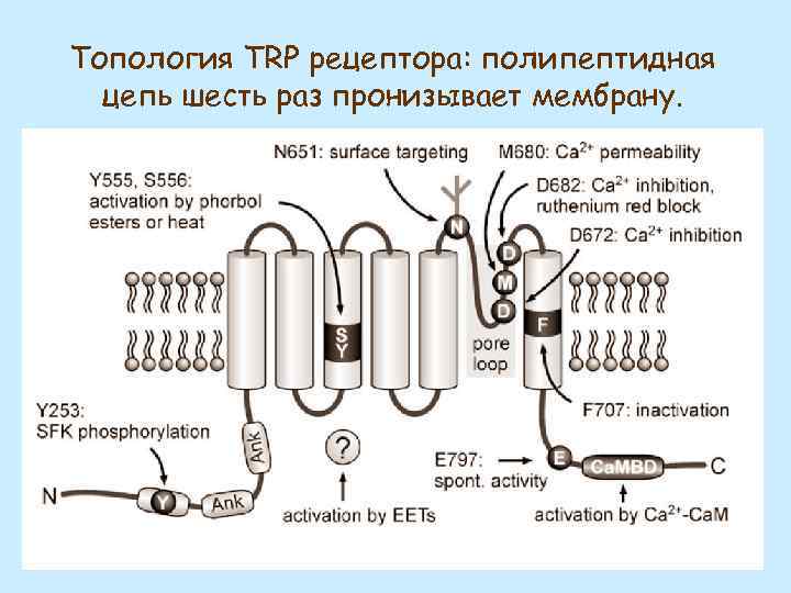Топология TRP рецептора: полипептидная цепь шесть раз пронизывает мембрану. 