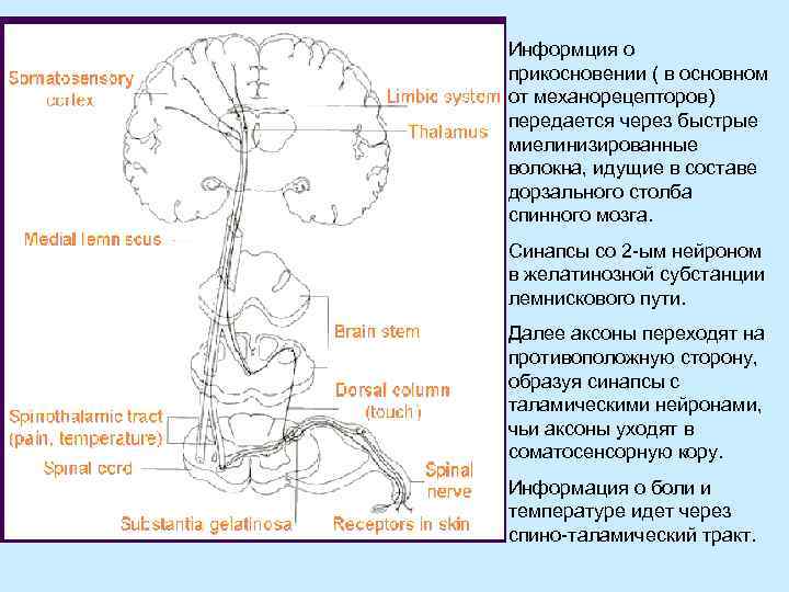 Информция о прикосновении ( в основном от механорецепторов) передается через быстрые миелинизированные волокна, идущие