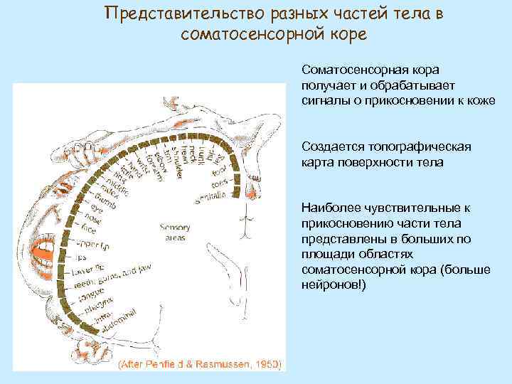 Представительство разных частей тела в соматосенсорной коре Соматосенсорная кора получает и обрабатывает сигналы о