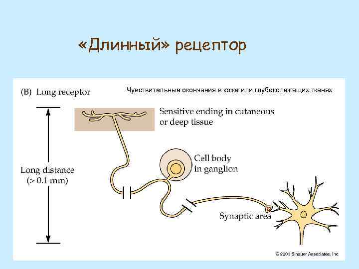  «Длинный» рецептор Чувствительные окончания в коже или глубоколежащих тканях 
