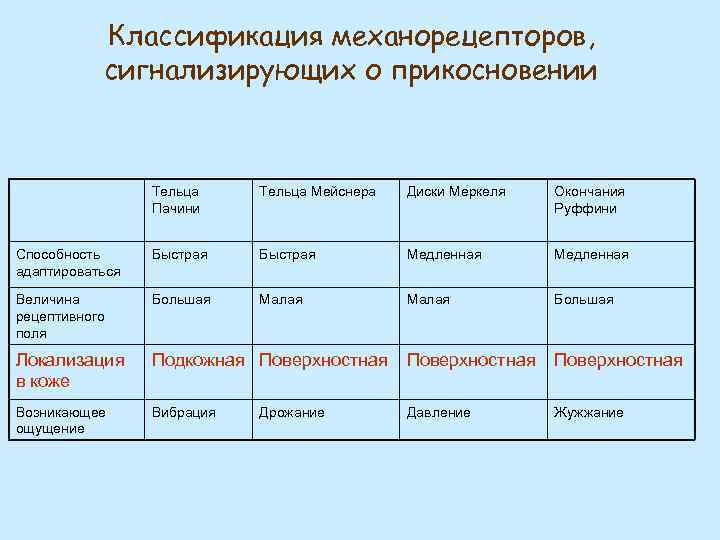 Классификация механорецепторов, сигнализирующих о прикосновении Тельца Пачини Тельца Мейснера Диски Меркеля Окончания Руффини Способность