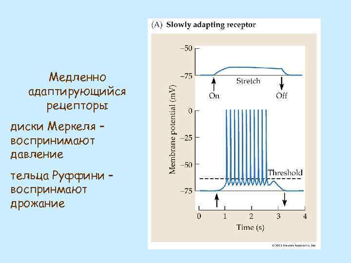 Медленно адаптирующийся рецепторы диски Меркеля – воспринимают давление тельца Руффини – воспринмают дрожание 