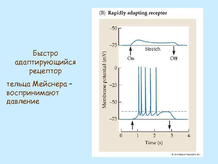 Быстро адаптирующийся рецептор тельца Мейснера – воспринимают давление 