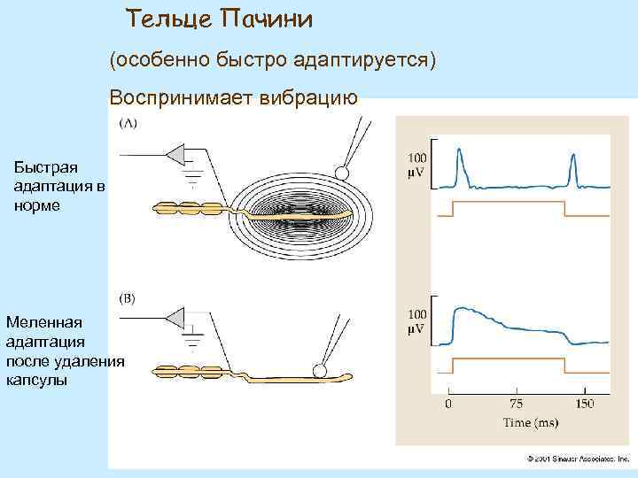 Тельце Пачини (особенно быстро адаптируется) Воспринимает вибрацию Быстрая адаптация в норме Меленная адаптация после