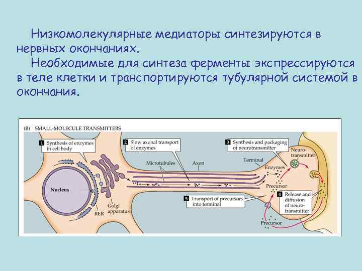 Низкомолекулярные медиаторы синтезируются в нервных окончаниях. Необходимые для синтеза ферменты экспрессируются в теле клетки