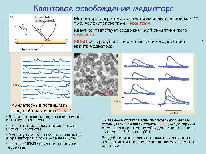 Квантовое освобождение медиатора Медиаторы секретируются мультимолекулярными (» 7 -10 тыс. молекул) пакетами – квантами