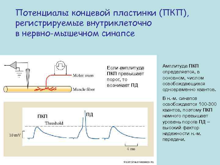 Потенциалы концевой пластинки (ПКП), регистрируемые внутриклеточно в нервно-мышечном синапсе Если амплитуда ПКП превышает порог,