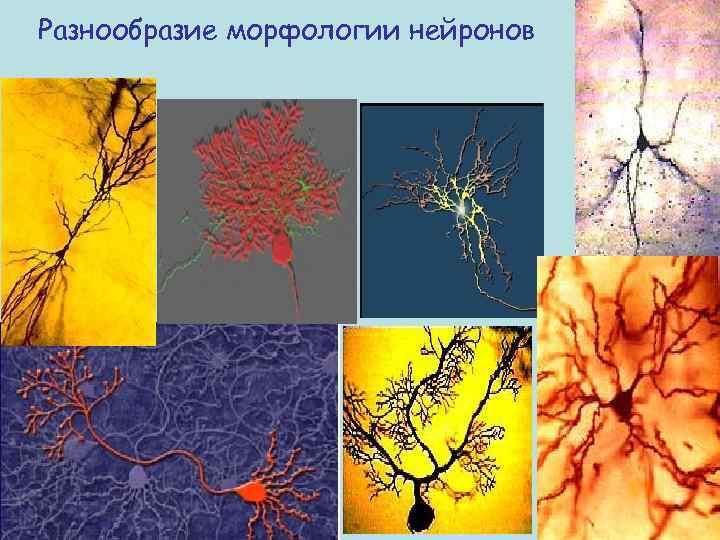 Разнообразие морфологии нейронов 