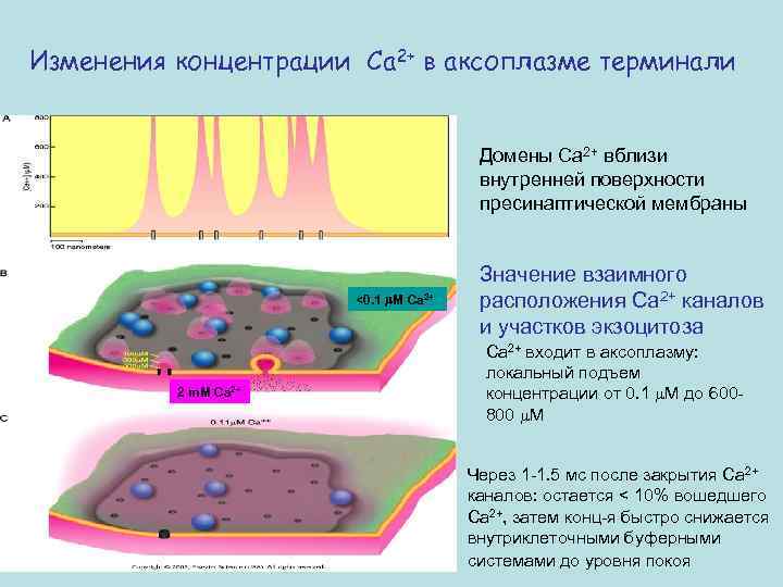 Изменения концентрации Са 2+ в аксоплазме терминали Домены Са 2+ вблизи внутренней поверхности пресинаптической