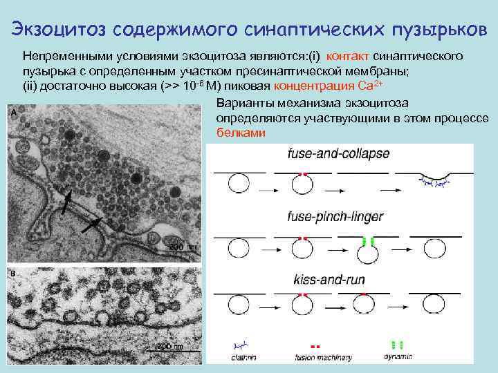 Экзоцитоз содержимого синаптических пузырьков Непременными условиями экзоцитоза являются: (i) контакт синаптического пузырька с определенным