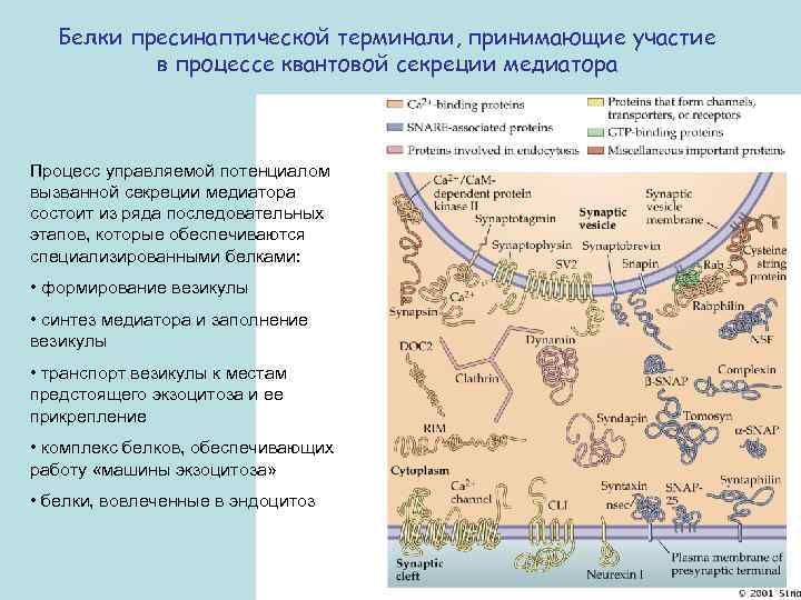 Белки пресинаптической терминали, принимающие участие в процессе квантовой секреции медиатора Процесс управляемой потенциалом вызванной