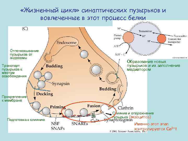  «Жизненный цикл» синаптических пузырьков и вовлеченные в этот процесс белки Отпочковывание пузырьков от