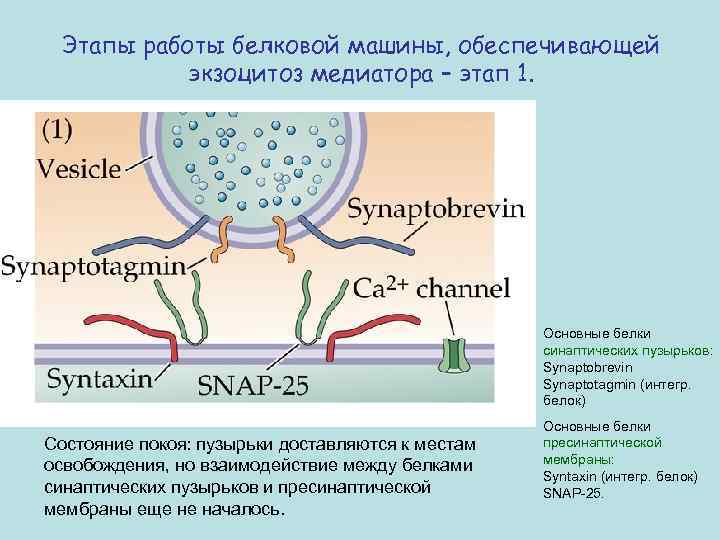 Этапы работы белковой машины, обеспечивающей экзоцитоз медиатора – этап 1. Основные белки синаптических пузырьков: